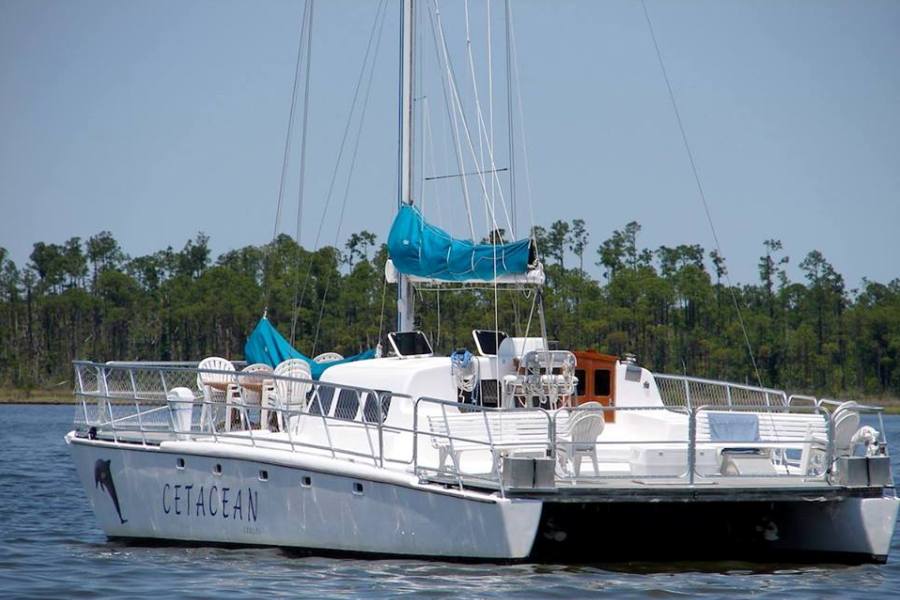 cetacean sailing excursion cetacean sailing excursion